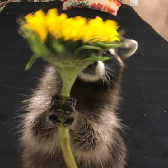 Mapache con flor amarilla para Jhone